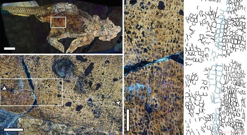 Scientists Uncover First Dinosaur Belly Button Using Advanced Laser Imaging