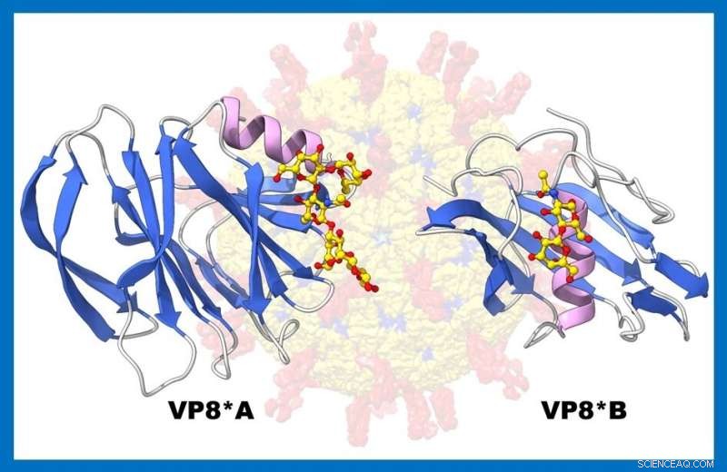 AI Reveals Novel 3D Structure of Rotavirus Spike Protein