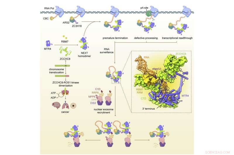 Cryo-EM Reveals the Structure of a Key RNA Quality Control Protein