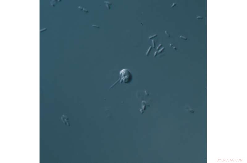 Ancient Microbes Reveal Chromatin Origins Dating 1–2 Billion Years Ago