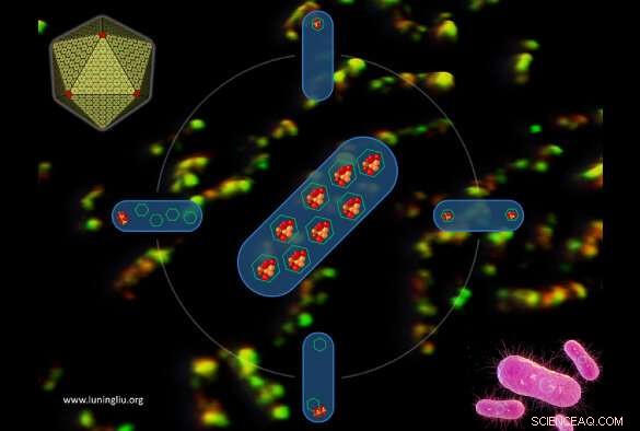 New Insights into Salmonella Nanomachine Formation Reveal Key Protein Assembly Mechanisms