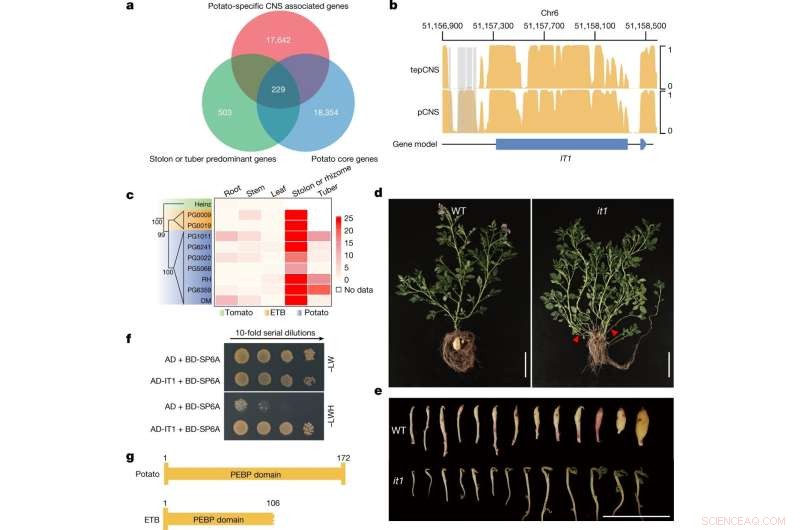 Comprehensive Assembly of 44 Potato Genomes: 24 Wild and 20 Cultivated Varieties