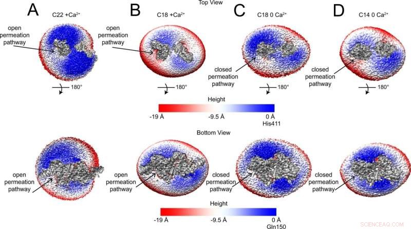 Unveiling How Scramblase Proteins Remodel Cell Membranes
