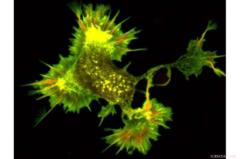 Multi-Scale Imaging Reveals Proteins’ Crucial Role in Neuronal Structure and Dynamics