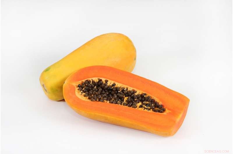 Unveiling Genomic Modifications in Transgenic Papaya SunUp: Pathways to Virus Resistance