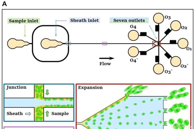 Efficient Shape‑Based Separation of E. coli Using a Viscoelastic Microfluidic Device