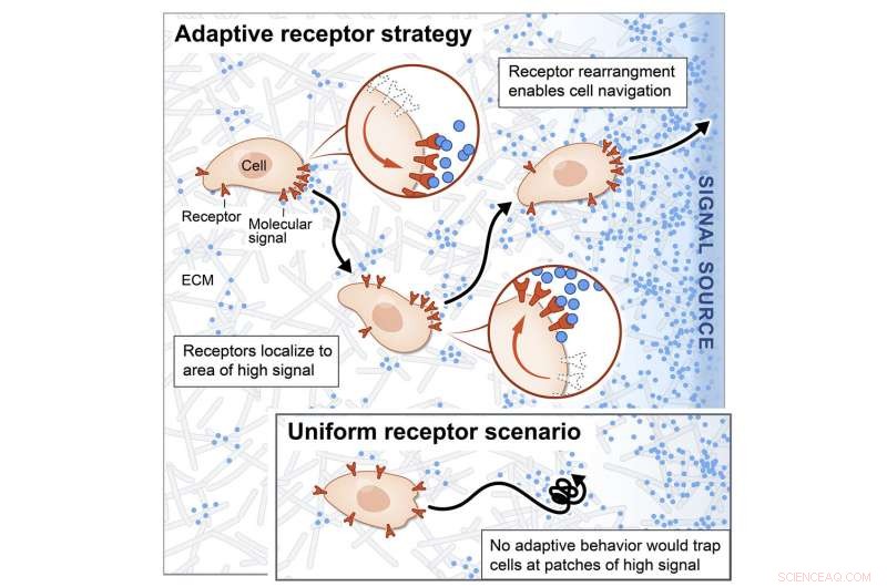 Cell Migration in Complex Environments: Mechanisms and Pathways