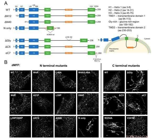 New Study Reveals How Organelles Divide Within Cells