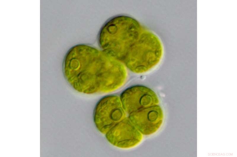 BTI Discovers New Algae Species, Honors Poet Amanda Gorman