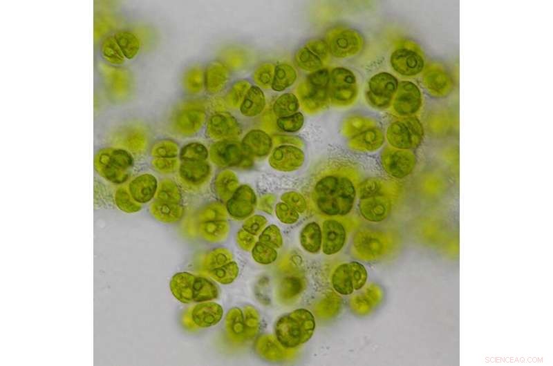 BTI Discovers New Algae Species, Honors Poet Amanda Gorman