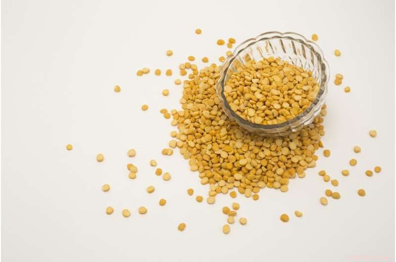 Yellow Peas Offer a Sustainable, Nutrient‑Rich Future for Cheese