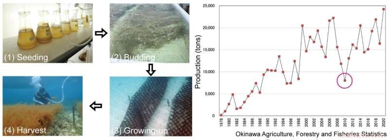 PCR Testing Enhances Okinawa Mozuku Yields and Drives Climate‑Resistant Seaweed Strains