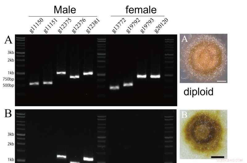 PCR Testing Enhances Okinawa Mozuku Yields and Drives Climate‑Resistant Seaweed Strains