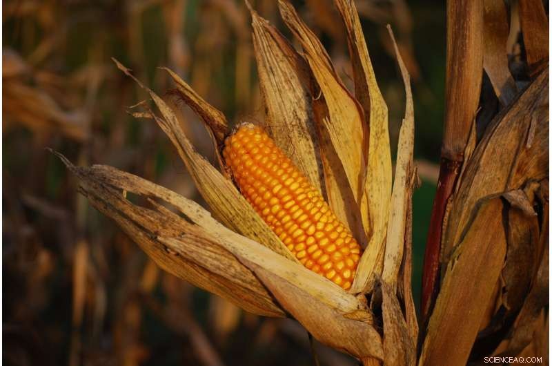Lab Breakthrough: Scientists Replicate Corn Plant to Tackle Corn Smut