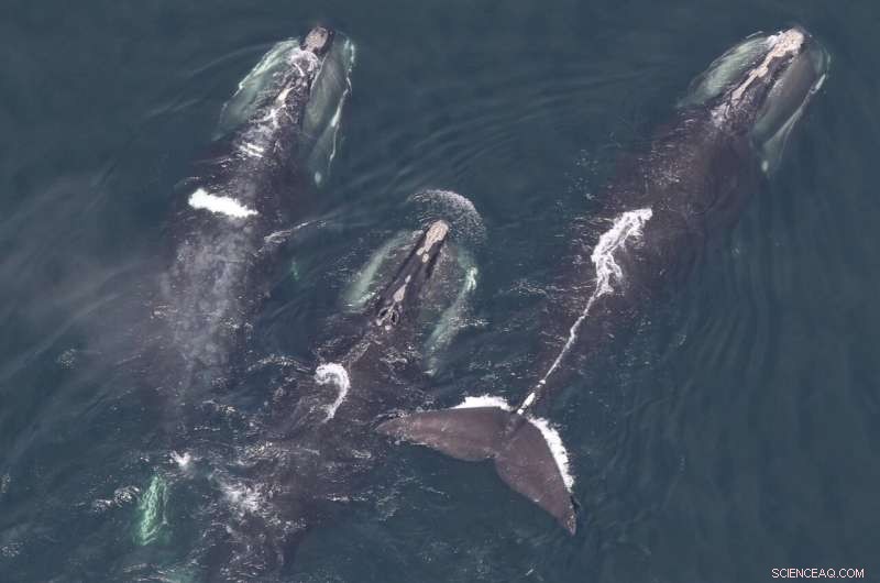 Climate Change Alters Habitat Use of North Atlantic Right Whales in the Gulf of Maine