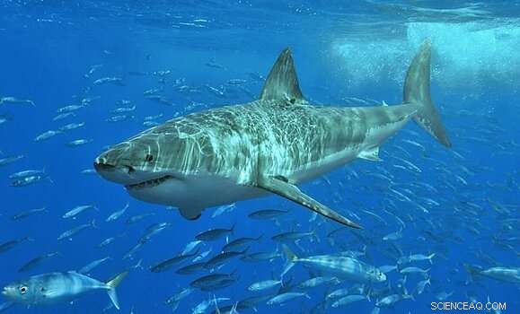 Safeguarding Yourself from Great White Sharks: Prevention Tips & Immediate Actions