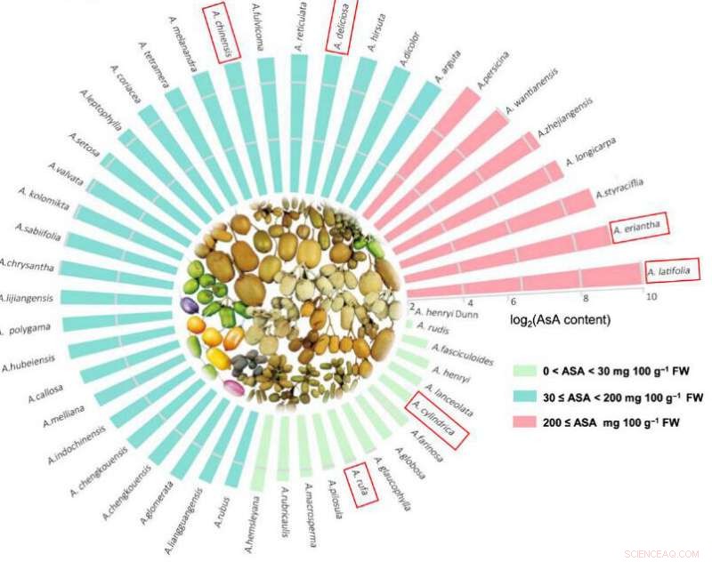 New Molecular Network Reveals Kiwifruit’s Control of Vitamin C Biosynthesis