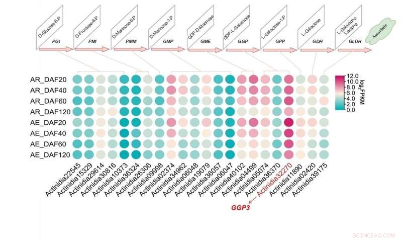 New Molecular Network Reveals Kiwifruit’s Control of Vitamin C Biosynthesis