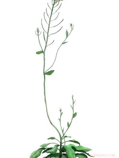 Key Signaling Pathways Enhancing Plant Flood Tolerance