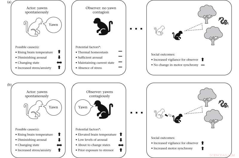 New Study Reveals Yawning as a Social Cue for Increased Alertness, Says Evolutionary Biologist