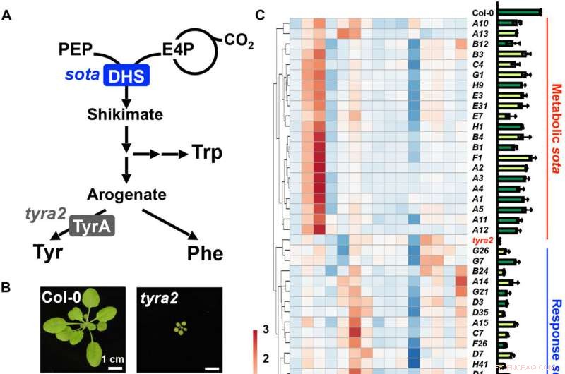 Genetic Modification Boosts Plant CO₂ Capture and Enhances Production of Valuable Metabolites