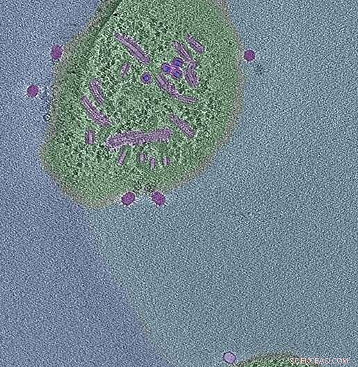 Bacteria Shed Cell Walls to Counter Viral Attack: A Novel Defense Strategy