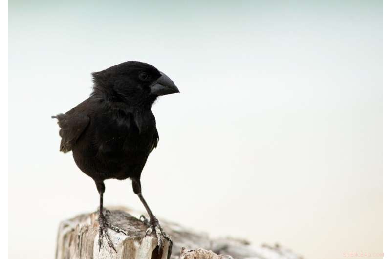 New Study Reveals Galapagos Finch Daily Migrations Cover an Area of 30 Soccer Fields