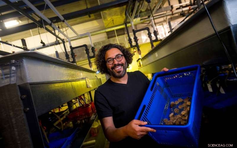 Sea Urchin Genome Editing Breakthrough Accelerates Biomedical Research