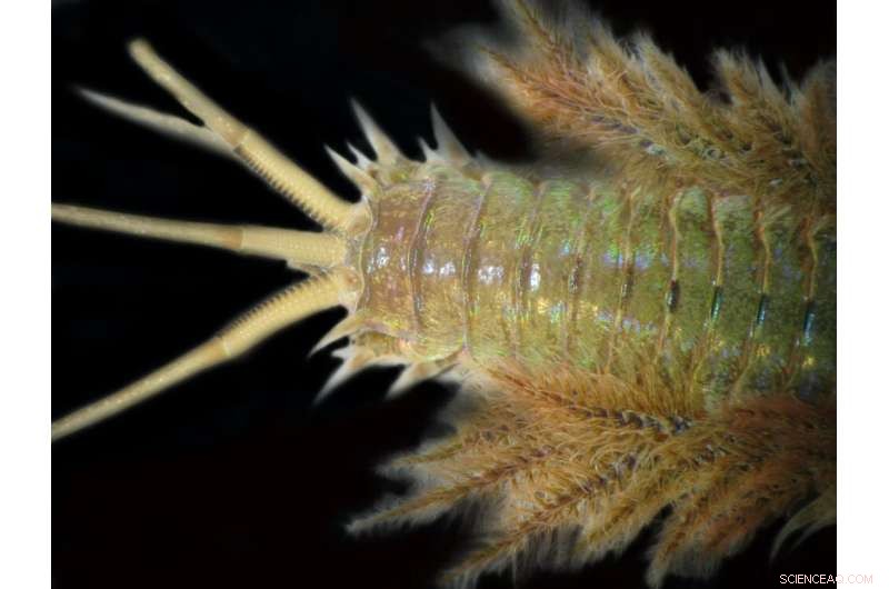 Polychaete Worms in Southern Africa s Seas: Clarifying Their Role and Impact