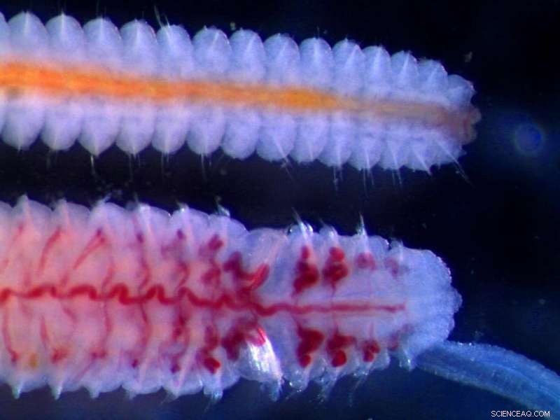 Polychaete Worms in Southern Africa s Seas: Clarifying Their Role and Impact