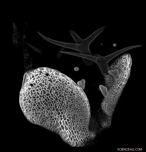 Unveiling How Plants Determine Their Growth Size: Genetics, Physiology, and Environment
