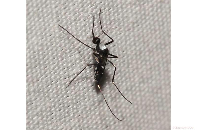 Newly Discovered Mosquito Species, Missing 90 Years, Resurfaces in Australia