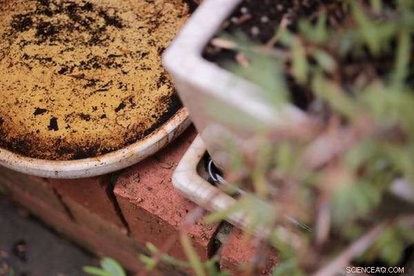 Newly Discovered Mosquito Species, Missing 90 Years, Resurfaces in Australia