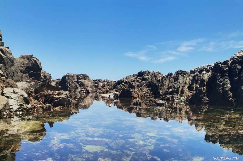 Climate Change Accelerates Invasive Species Migration Across Oceans