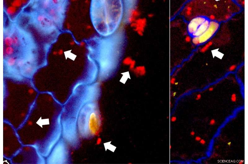 New Findings Reveal Bacteria Inside Leaves Could Revolutionize Sustainable Farming