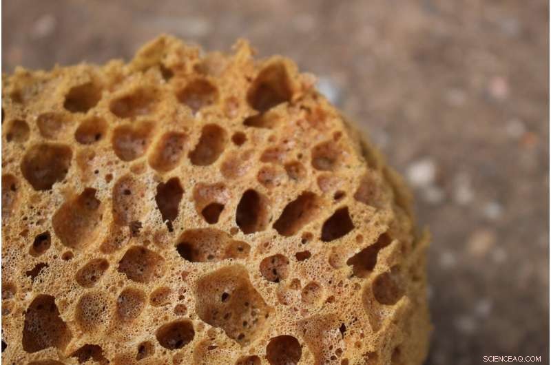 Tropical Sponges May Thrive Despite Ocean Acidification, New Study Shows