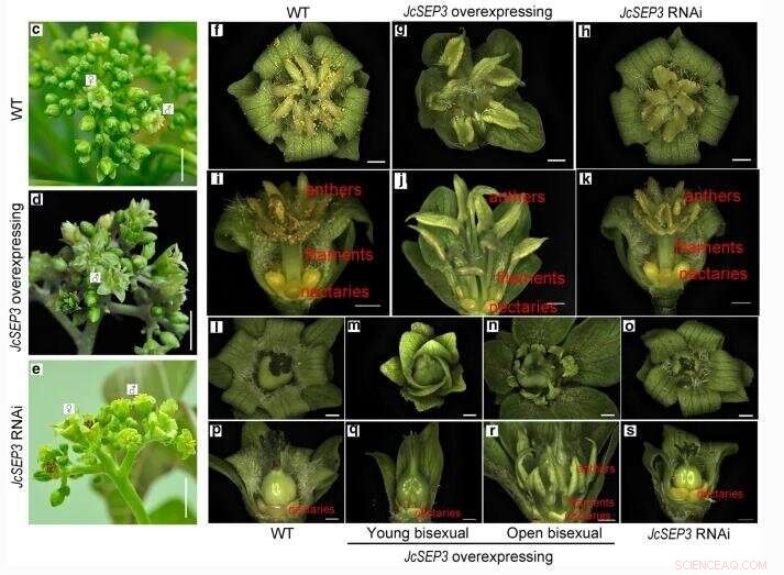 JcSEP3 Controls Stamen Formation in Jatropha curcas: Insights into Floral Development