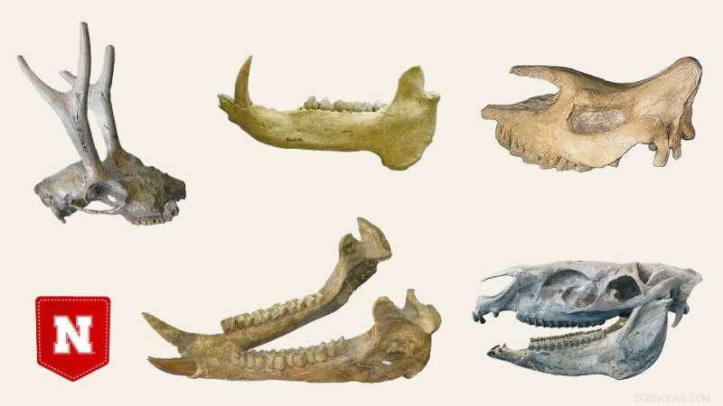 Unveiling Nebraska s Ancient Herbivore Diets Through Enamel Analysis