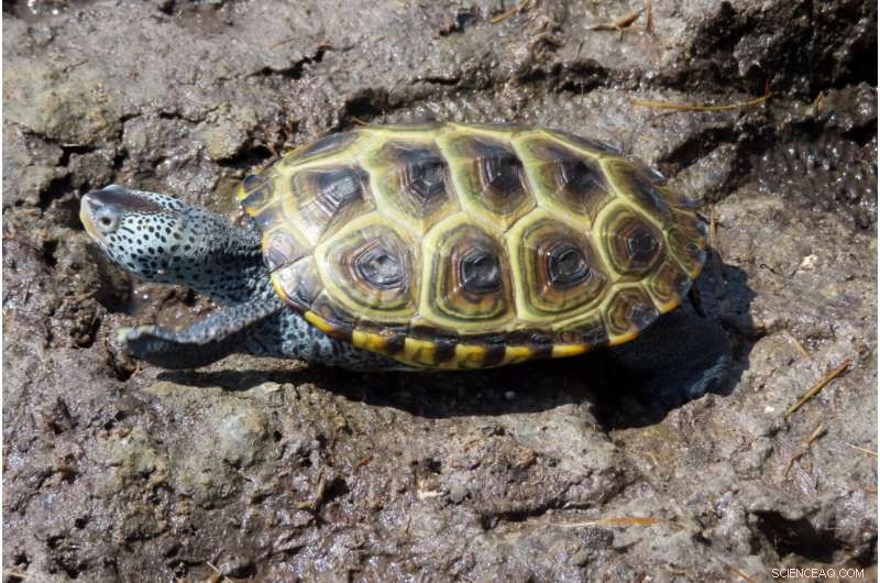 Kindergarteners Release Orphaned Turtles Back into the Wild