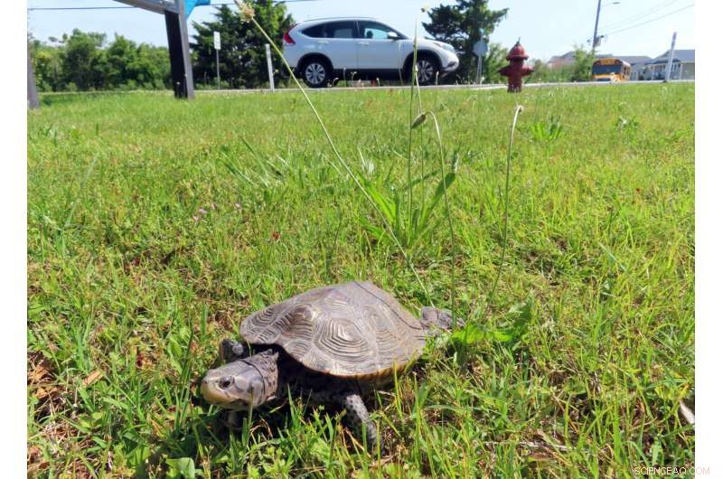 Kindergarteners Release Orphaned Turtles Back into the Wild