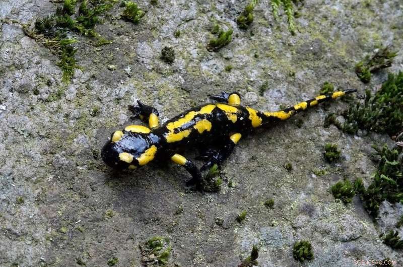 Projected Climate Change Impact on U.S. and Canadian Salamander Ranges by 2050–2070