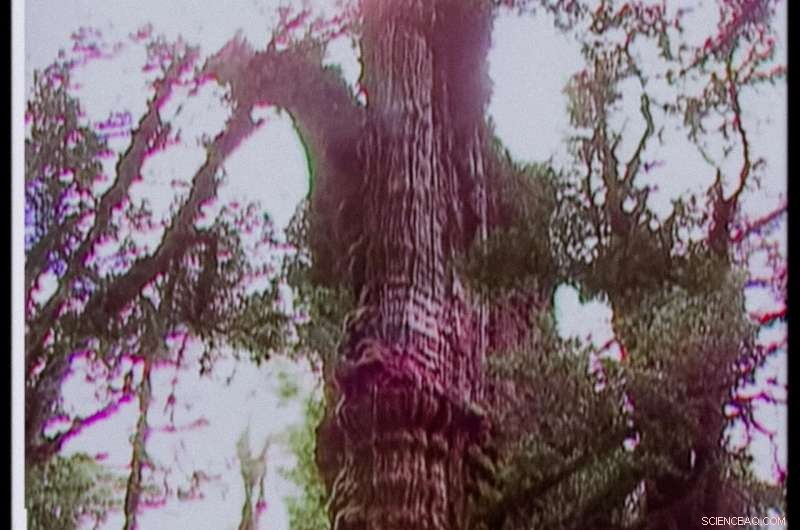 Chile’s Alerce Tree Could Be the Oldest Living Tree on Earth