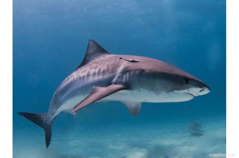Tiger Shark Vision Unveiled: How Animal‑Borne Cameras Reveal Prey Tracking