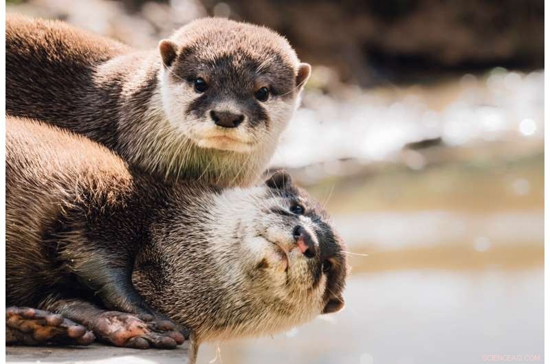 Otters Combine Social Learning with Independent Problem Solving, Study Reveals