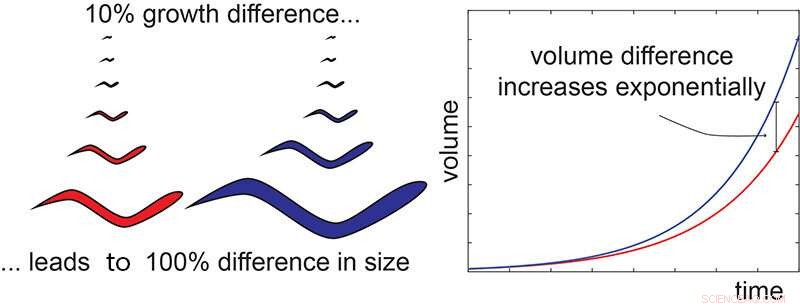 The Biology of Size: How Animals Precisely Reach Their Final Body Dimensions