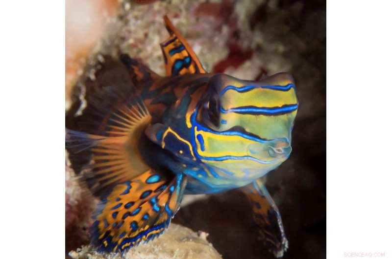 The Least Beautiful Reef Fishes Require Immediate Conservation Action