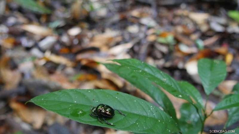 Non-native Eucalyptus Plantations Disrupt Local Wildlife: Study Finds 800-Meter Impact