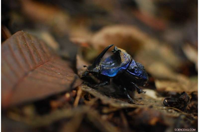 Non-native Eucalyptus Plantations Disrupt Local Wildlife: Study Finds 800-Meter Impact
