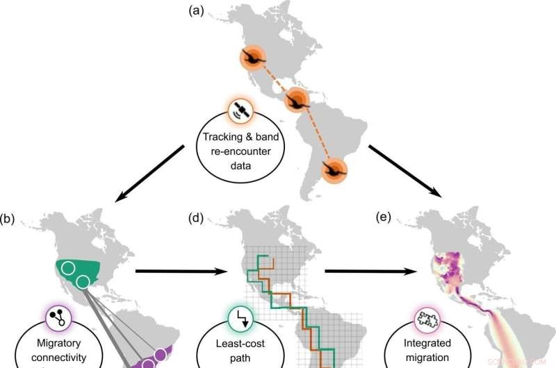 New Mapping Method Enhances Tracking of Bird Migration Patterns