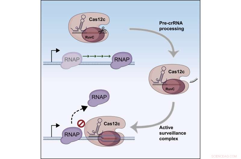 Cas12c Confers Antiviral Defense in Bacteria Without DNA Cleavage